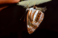 Neptis jumbah jumbah