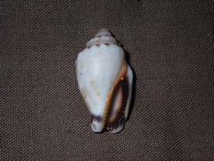 Canarium microurceum