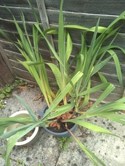 Gladiolus × hortulanus
