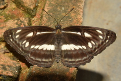 Neptis jumbah jumbah