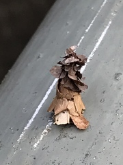 Pagodiella