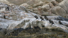 Phalacrocorax neglectus