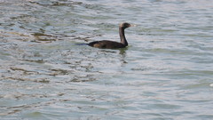 Phalacrocorax neglectus