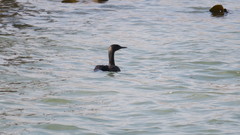 Phalacrocorax neglectus