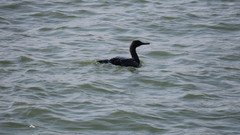 Phalacrocorax neglectus