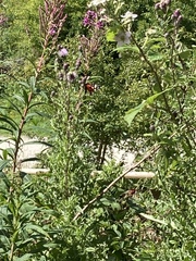 Callimorpha dominula