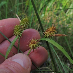 Carex flava