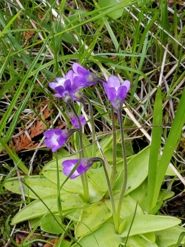 Common Butterwort