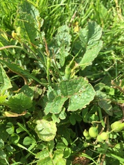 Raphanus raphanistrum