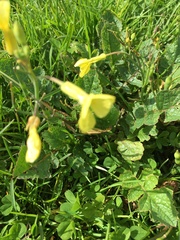 Raphanus raphanistrum