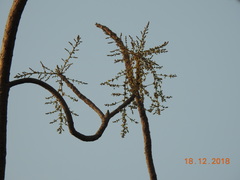 Lannea coromandelica