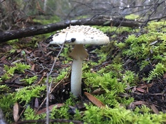 Amanita australis
