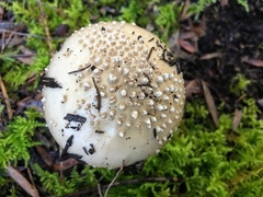 Amanita australis