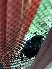 Osmoderma eremicola
