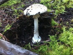 Amanita australis