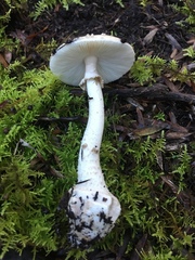 Amanita australis