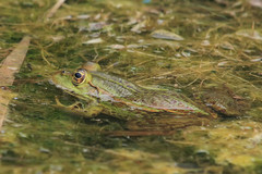 Pelophylax epeiroticus