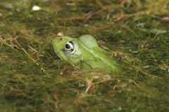 Pelophylax epeiroticus