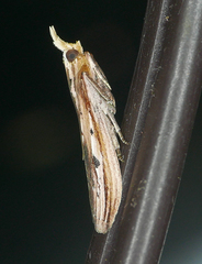 Ancylostomia stercorea