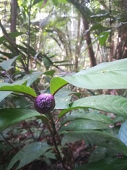 Palicourea apoda