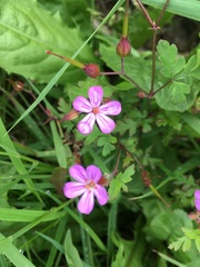 Geranium robertianum
