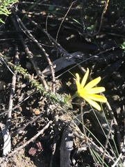Osteospermum polygaloides