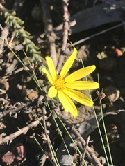 Osteospermum polygaloides