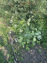 Raphanus sativus radicula