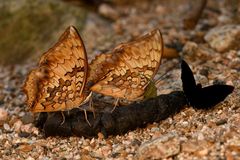 Charaxes