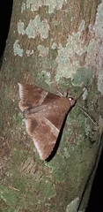 Ophisma