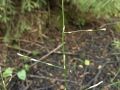 Glyceria notata
