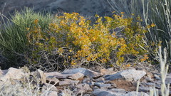 Tetraena