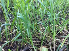 Glyceria notata