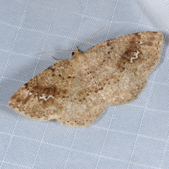 Homochlodes disconventa