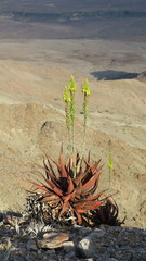 Aloe gariepensis
