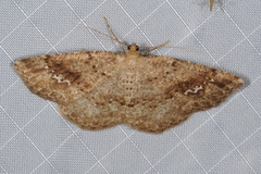 Homochlodes disconventa