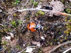 Hippodamia variegata