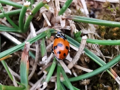 Hippodamia variegata