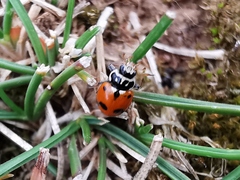 Hippodamia variegata