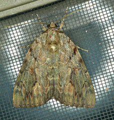 Catocala agrippina