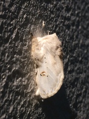 Naroma varipes