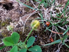 Hippodamia variegata