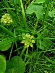 Caltha palustris