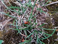 Hippodamia variegata