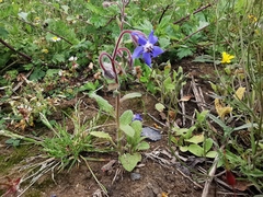 Borago officinalis