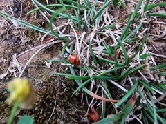 Hippodamia variegata
