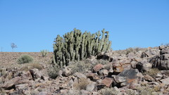 Euphorbia virosa virosa
