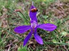 Hippodamia variegata