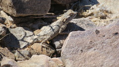 Agama anchietae
