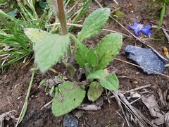 Borago officinalis